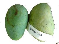 himsagar mango