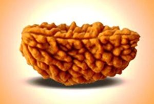 Ek Mukhi Rudraksha fine