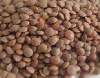 Whole Lentil