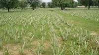 Aloe Vera Farming Consultancy