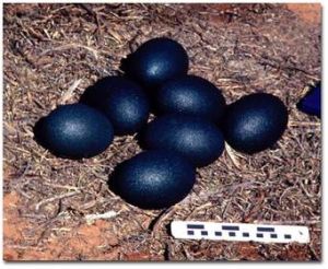 Emu Eggs