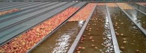 fruits sorting lines