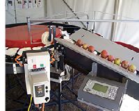 Electronic Weight Sorters For Apples