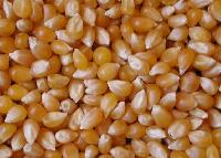sweet corn seed