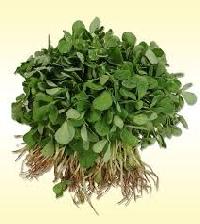 Fenugreek Leaf