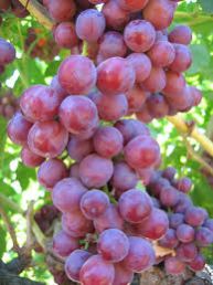 Fresh Grapes