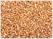 wheat malt