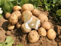 Badshah Potatos