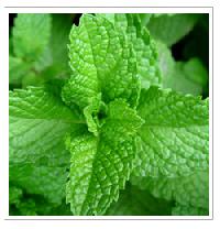 Peppermint Mentha