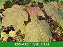 Acer caesium