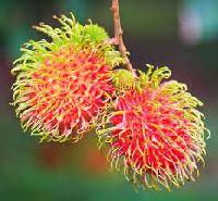 Rambutan