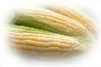 Yellow Corn Animal Feed