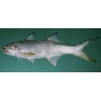 Salmon Fish - Rawas