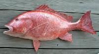 Red Snapper Fish