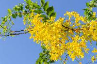 Cassia Fistula