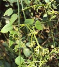 Rubia Cordifolia