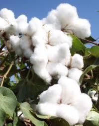 Special BT Cotton