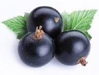 black currant