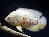 White Oscar Fish