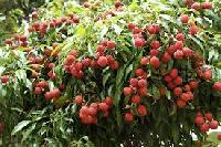 Litchi Plants