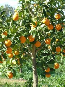 Orange Plants