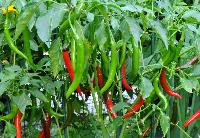 Ananya 333 Hybrid Chilli Seeds