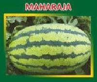 Maharaja Hybrid Watermelon Seeds