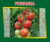 Priyanka Hybrid Tomato Seeds