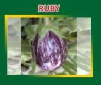 Ruby Hybrid Brinjal Seeds
