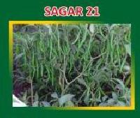 Sagar-21 Hybrid Green Chilli Seeds