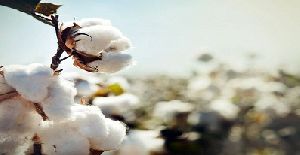 Indian Raw Cotton
