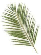 Areca Leaf