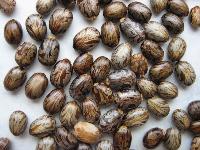 Castor Oil Seeds