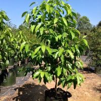 Nursery Plants