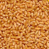 whole wheat seeds