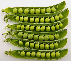 Fresh Green Pea