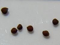 Cauliflower Seeds