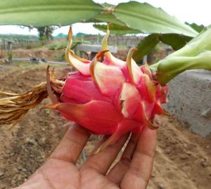 dragon fruit plant