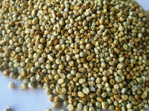 Green millet/Bajra