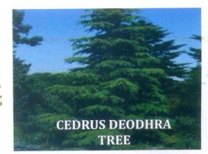 Cedrus Deodhra Tree