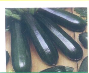 Squash Zucchini Seeds