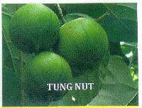 Tung Nut Seeds