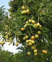 Hapus Mango Tree