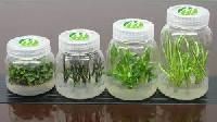 Strawberry Tissue Culture Plants