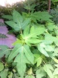 Papaya Fruit Plant Saplings