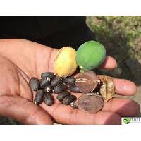 Jatropha & Pongamia Seeds