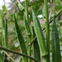 Venus Hyb Bhindi Seed