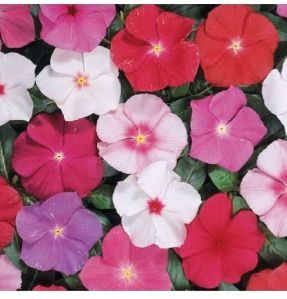 Vinca Rosea Nana Little Mixed