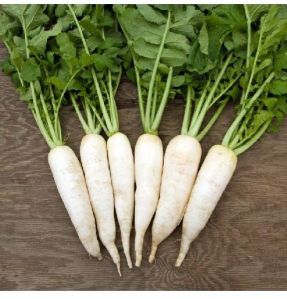 White Radish