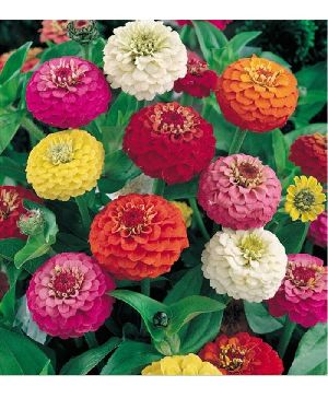 Zinnia Liliput Mixed